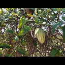 Die Samenkapsel eines Passionsblumen-Gewächses?